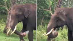 IAS officer posts elephant eating plastic bag video