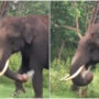 IAS officer posts elephant eating plastic bag video