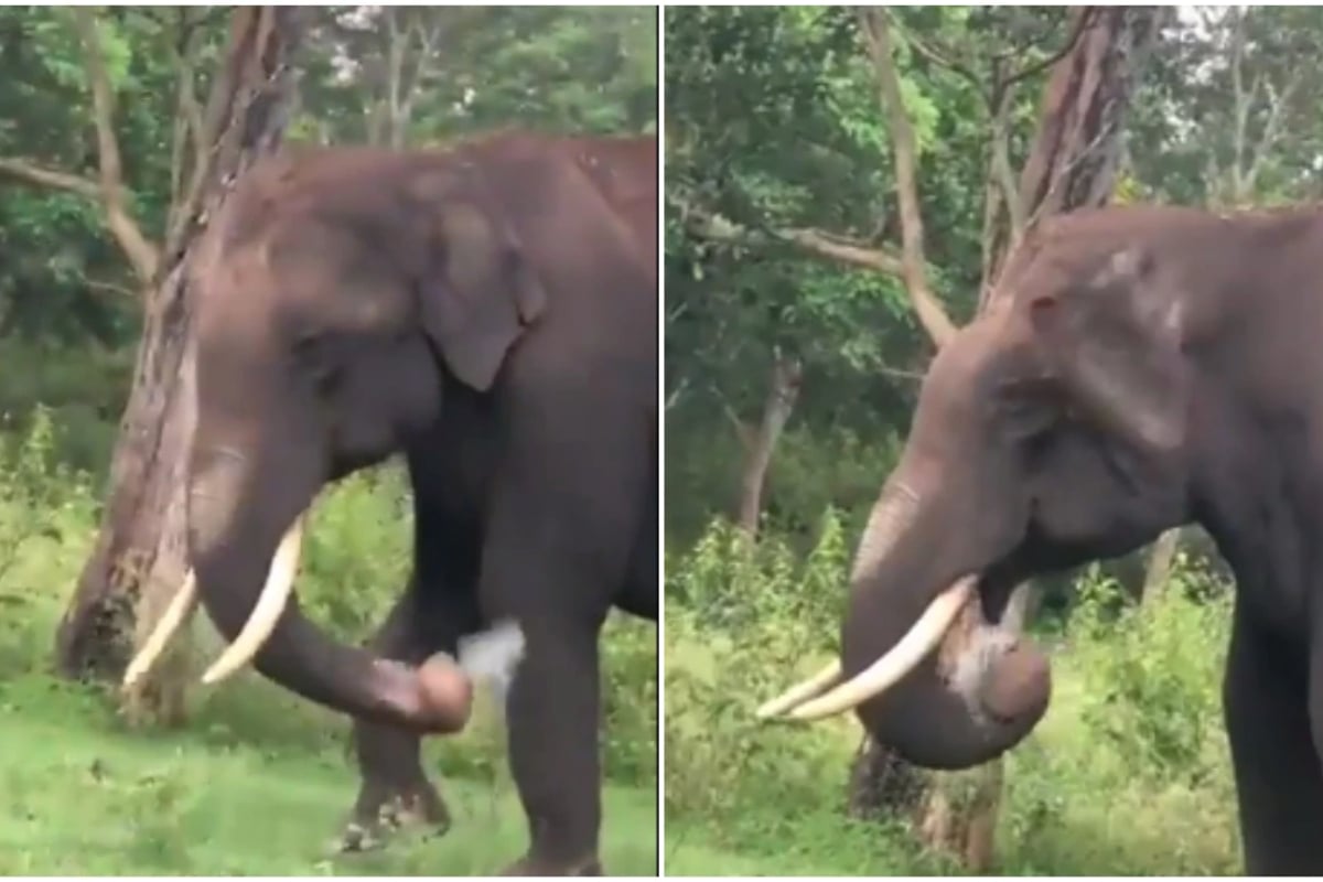 Elephant's life is saved by train driver and assistant loco pilot