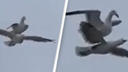 Seagull on another bird’s back is hilarious: Watch