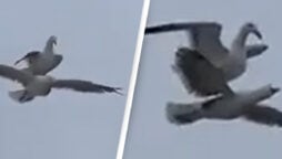 Seagull