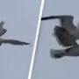 Seagull on another bird’s back is hilarious: Watch