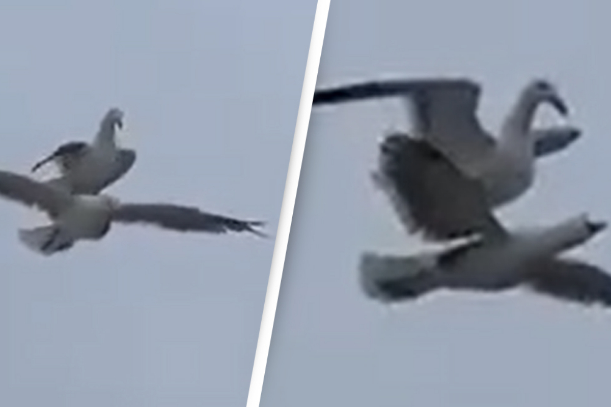 Seagull