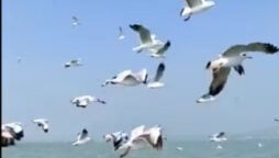 IFS officer shares Odisha migratory bird video: Watch