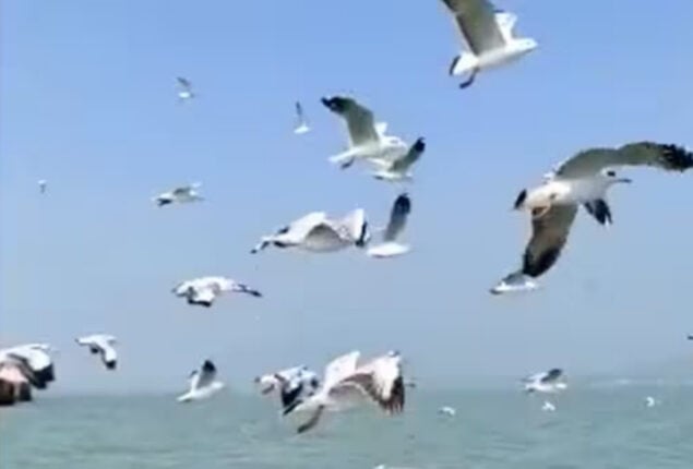 IFS officer shares Odisha migratory bird video: Watch