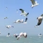 IFS officer shares Odisha migratory bird video: Watch