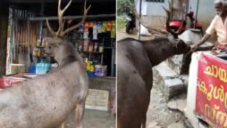 Sambar deer visits a teashop. What Happens Next: Watch