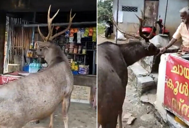 Sambar deer visits a teashop. What Happens Next: Watch