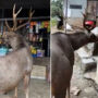 Sambar deer visits a teashop. What Happens Next: Watch