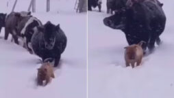 Watch: Dog Clears Way for Cattle in Snowstorm, Internet Stirs