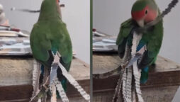 Adorable Parrot Attaching Paper Cutouts to Its Tail: WATCH