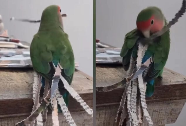 Adorable Parrot