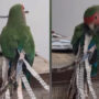 Adorable Parrot Attaching Paper Cutouts to Its Tail: WATCH