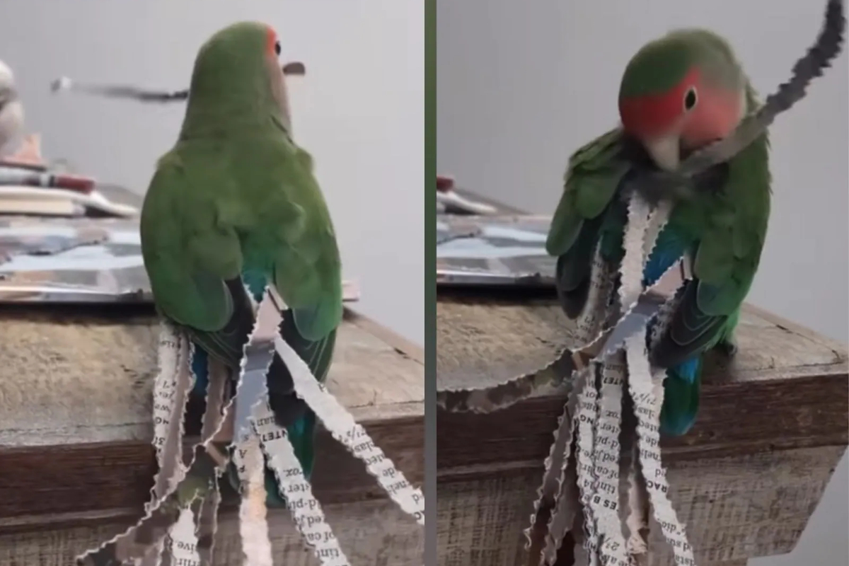 Adorable Parrot