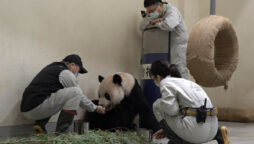 Giant panda given by China to Taiwan passes away