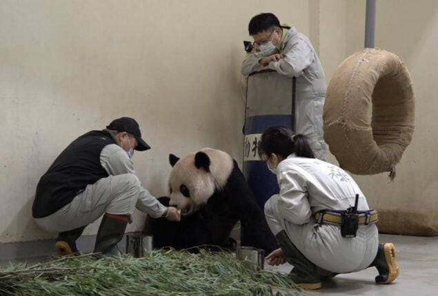 Giant panda given by China to Taiwan passes away