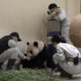 Giant panda given by China to Taiwan passes away