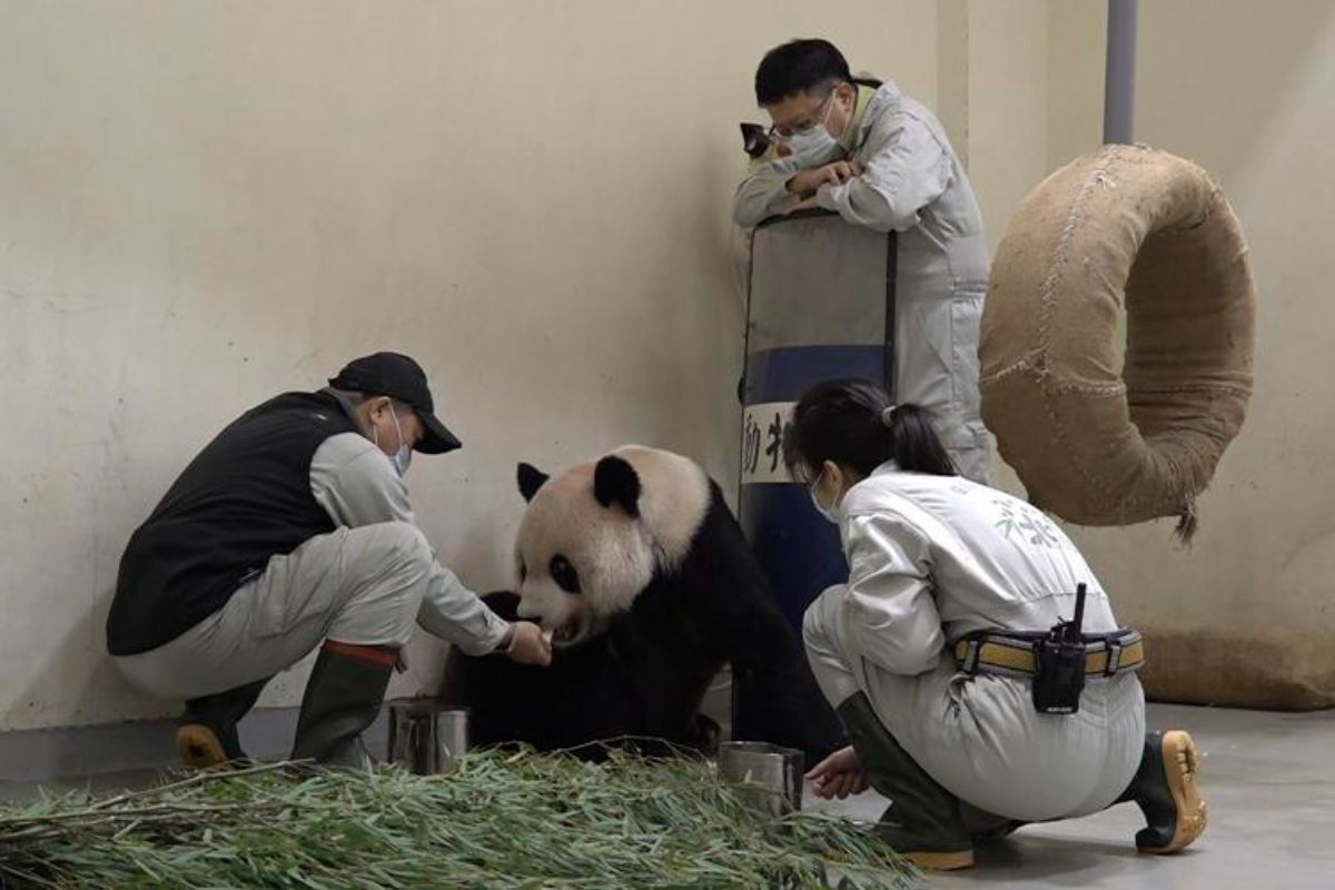 Giant panda given by China to Taiwan passes away
