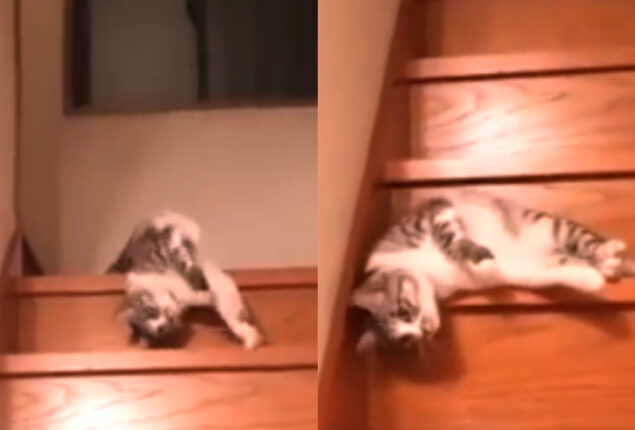 Watch viral: Lazy cat tumbling down stairs is hilarious