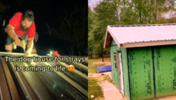 Man builds dog shelter