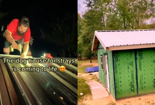 Watch viral: Man builds his own dog shelter