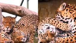 jaguar couple Love