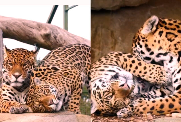 Watch viral: Love is in air in jaguar couple’s video