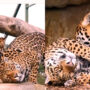 Watch viral: Love is in air in jaguar couple’s video