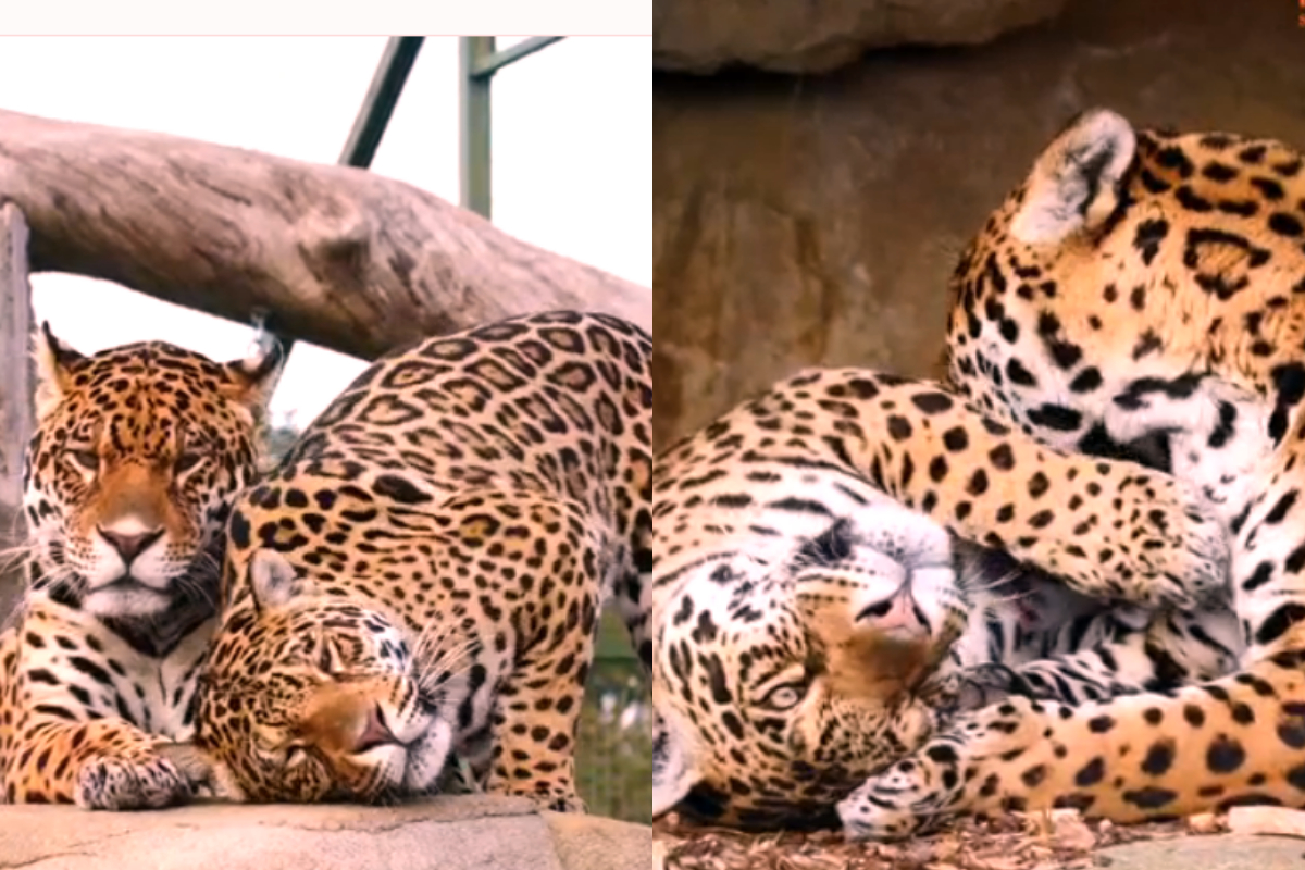 jaguar couple Love