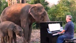 Watch viral: Video shows man playing piano for two elephants