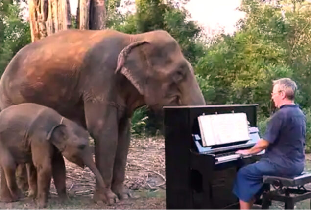 Sri Lanka announce new rule to save elephants