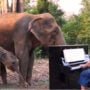 Sri Lanka announce new rule to save elephants