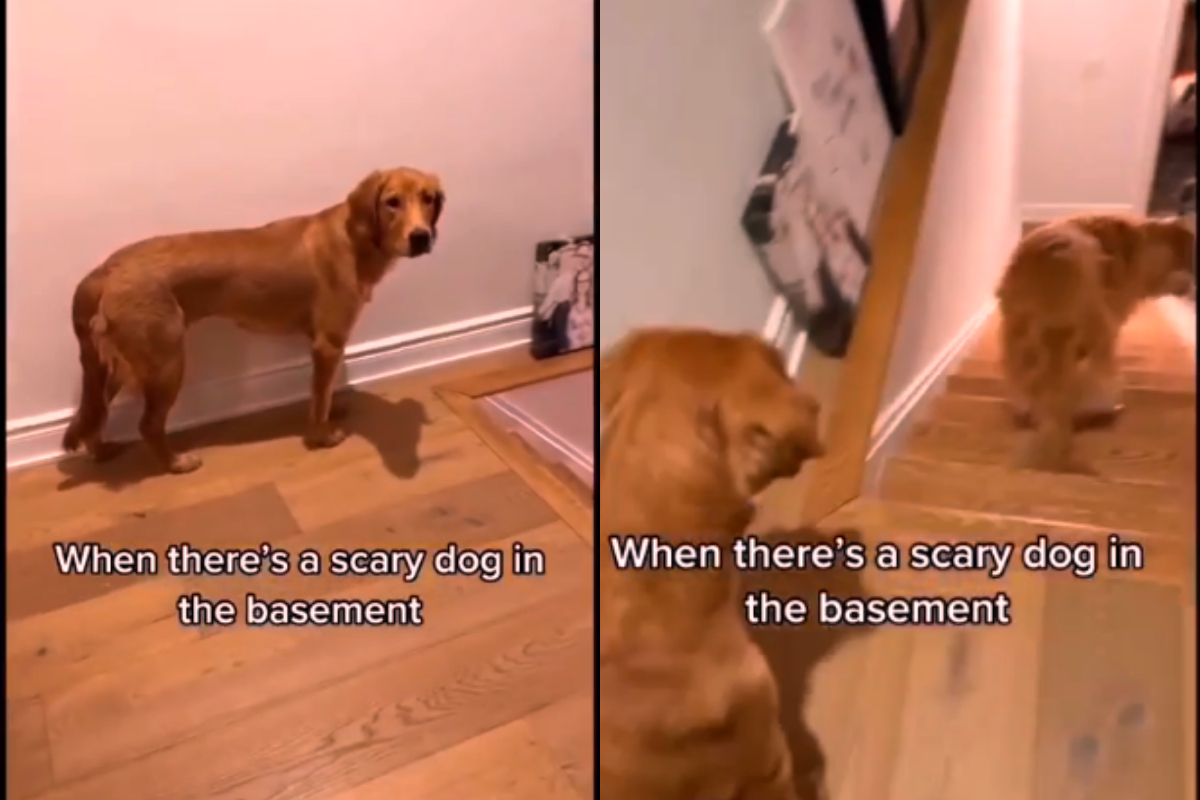 Golden Retrievers find another dog