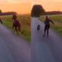 Watch viral: Woman skating with her horse and dog