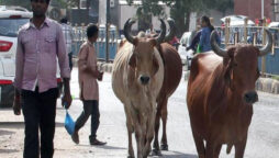 Indian man sentences to prison for allowing cows to roam streets