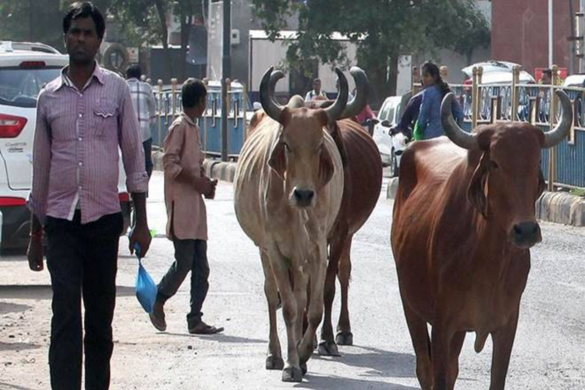 Indian man sentences to prison for allowing cows to roam streets