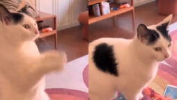 Watch viral: Video cat asks owner to play iPad game for her