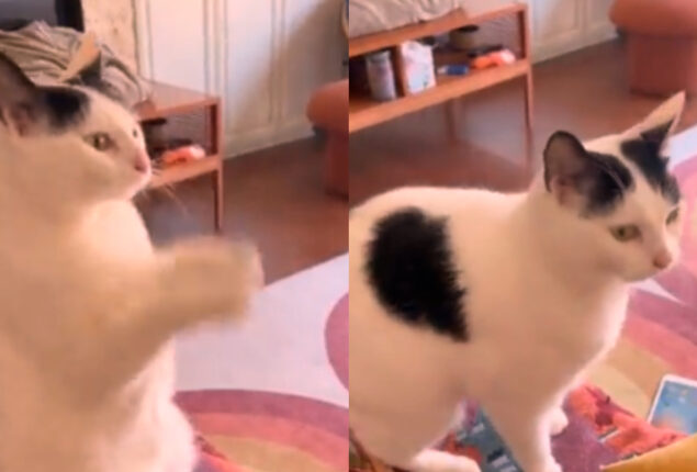 Watch viral: Video cat asks owner to play iPad game for her