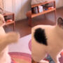 Watch viral: Video cat asks owner to play iPad game for her