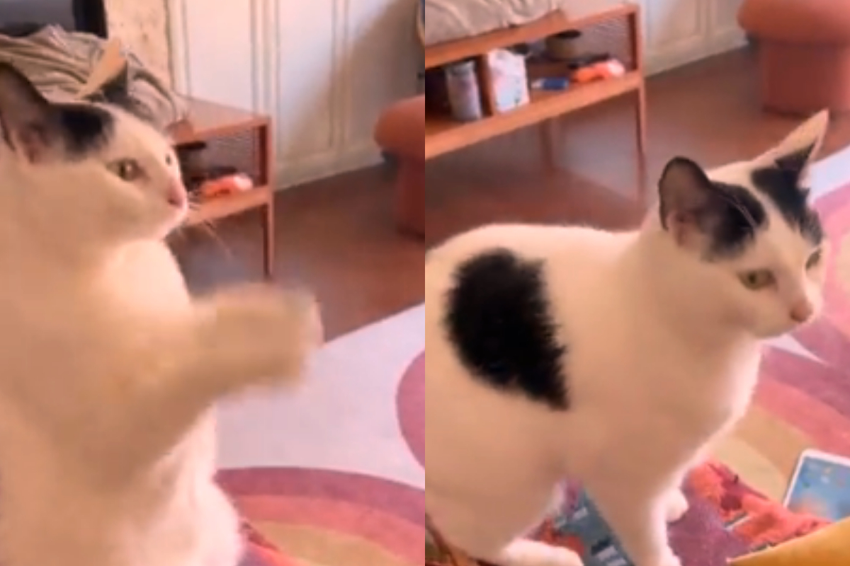 cat asks owner to play iPad game
