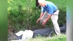 Man tried Controlling an Alligator with Shirt, What Happened Next?