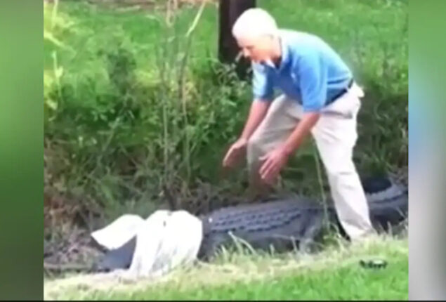Man tried Controlling an Alligator with Shirt, What Happened Next?