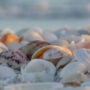 Optical Illusion: Spot the Snail among the Shells in 15 seconds?