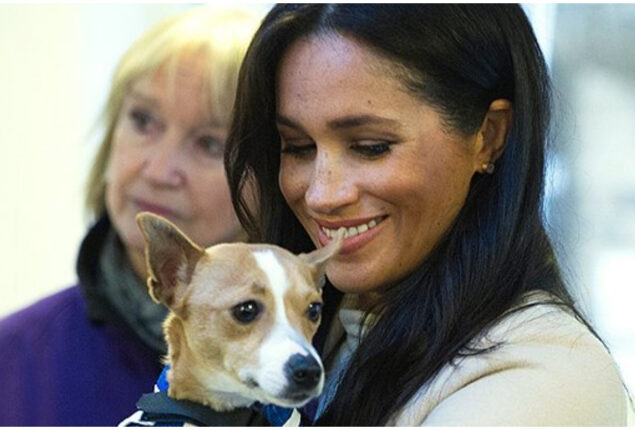 Meghan Markle has turned into ‘sad desperate puppy’