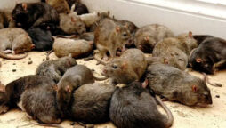 200 kg of seized cannabis was eaten by rats,