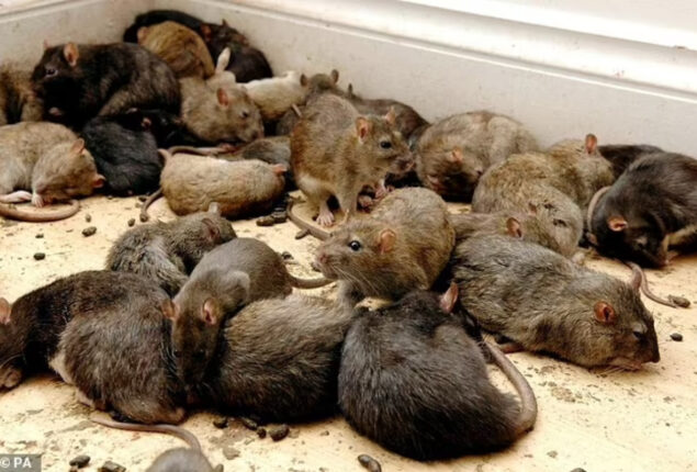 200 kg of seized cannabis was eaten by rats,