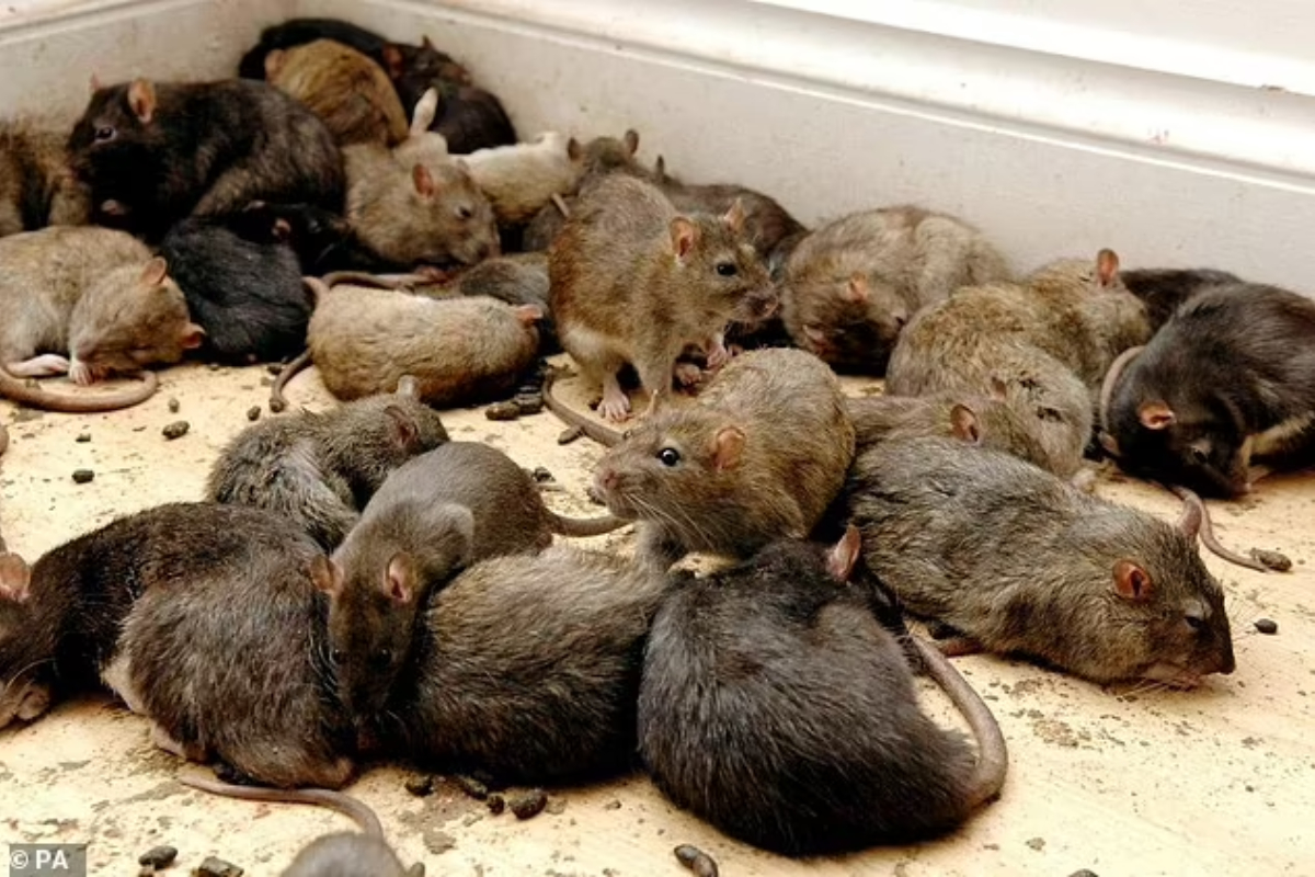 200 kg of seized cannabis was eaten by rats,