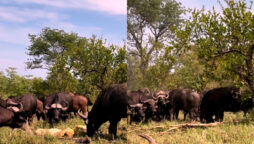 Watch: Old lion being crushed by buffaloes went viral