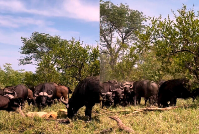 Watch: Old lion being crushed by buffaloes went viral