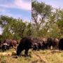 Watch: Old lion being crushed by buffaloes went viral